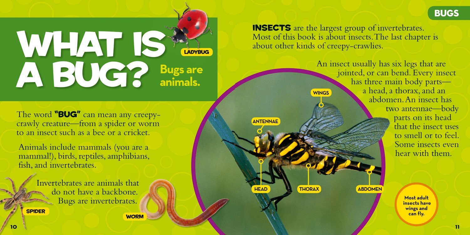 National Geographic Little Kids First Big Book of Bugs - Image 2