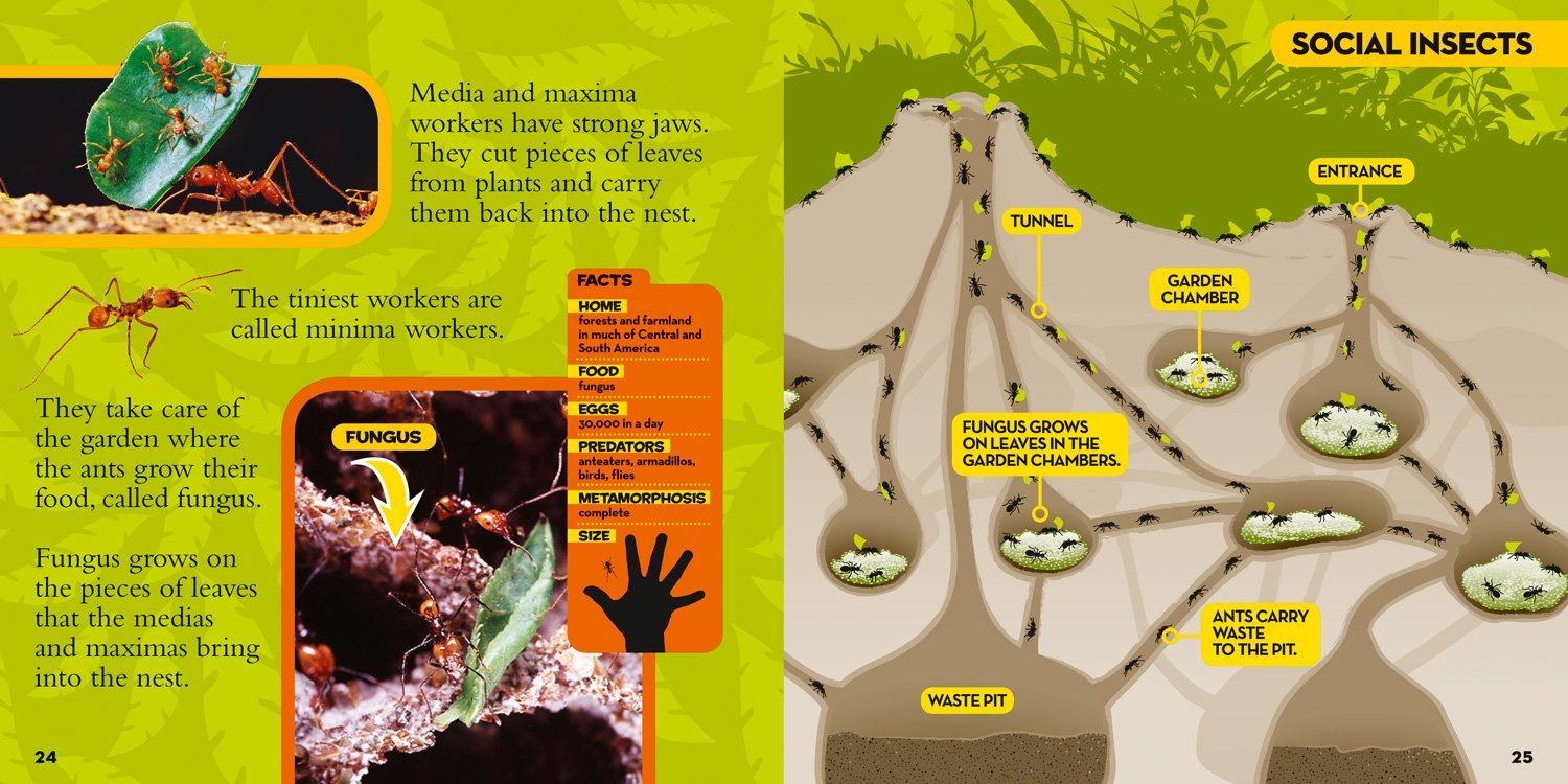 National Geographic Little Kids First Big Book of Bugs - Image 3