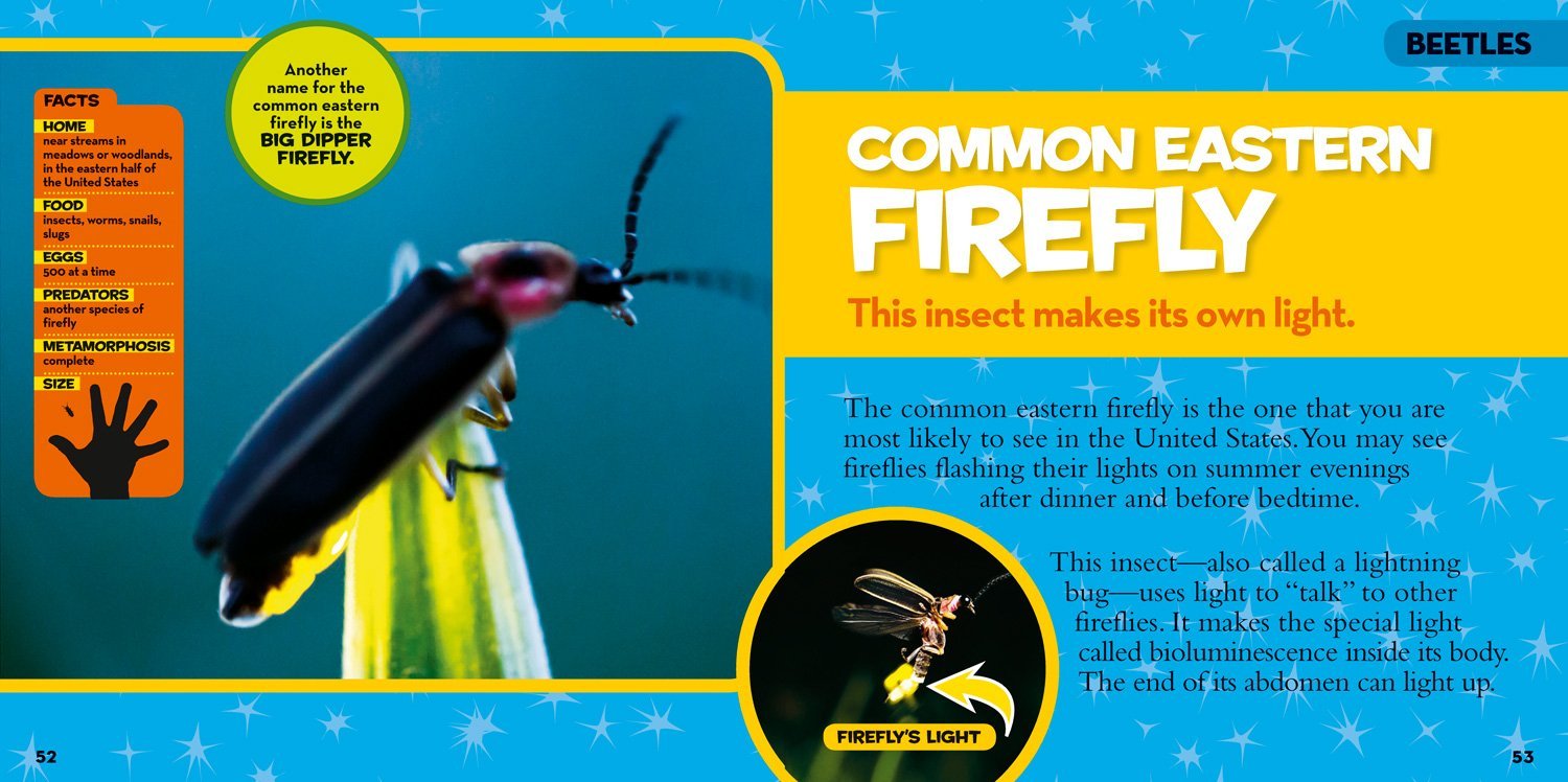 National Geographic Little Kids First Big Book of Bugs - Image 4